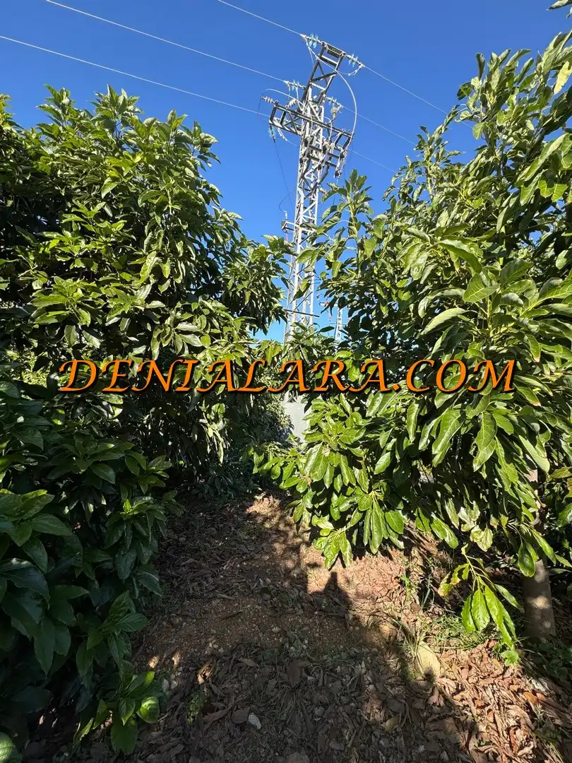 Rural land for sale in Pego, imagen 4