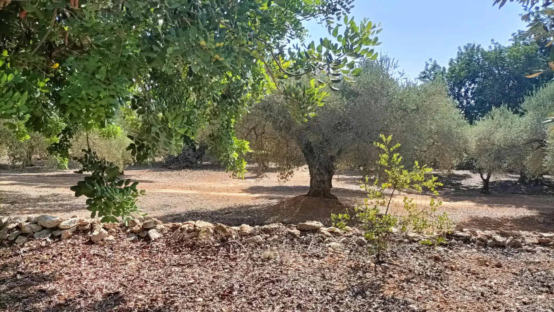 Terrain rustique à vendre à Camí de la Ferrereta 17, imagen 13