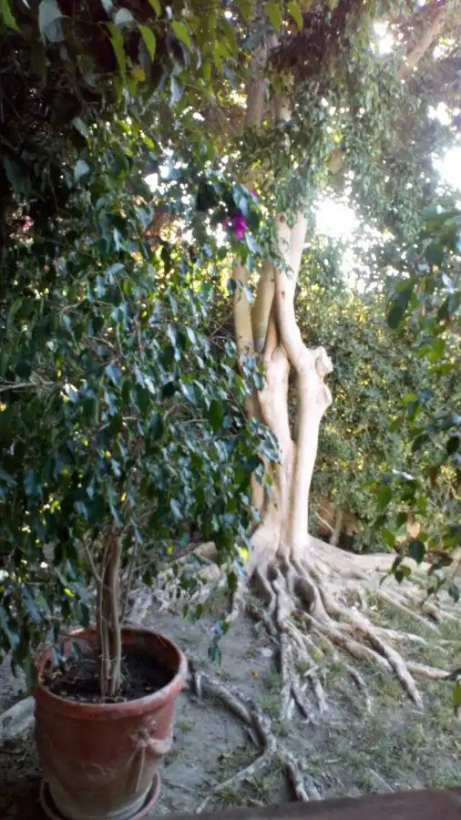 Jardí de Casa o xalet de lloguer en Sotogrande amb Aire condicionat, Calefacció i Jardí privat