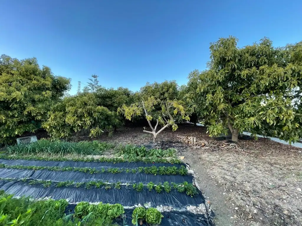 Finca rústica en venta en N/A, Avda Pescia - Ctra de Frigiliana