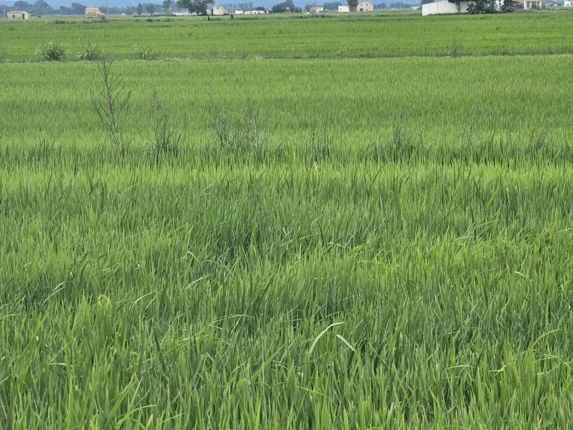 Land for sale in Amposta