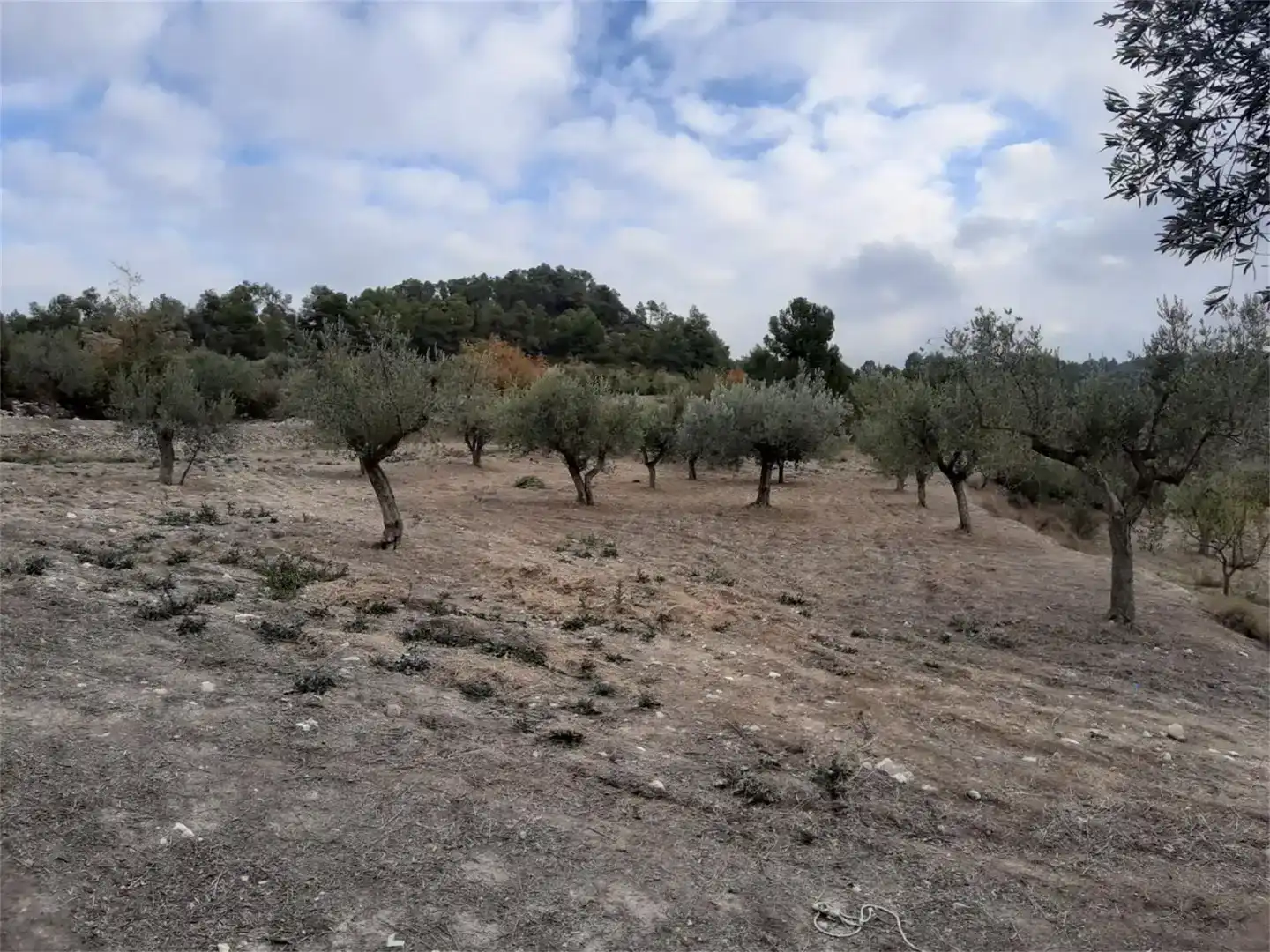 Grundstücke zum Verkauf in Maldà, Lleida