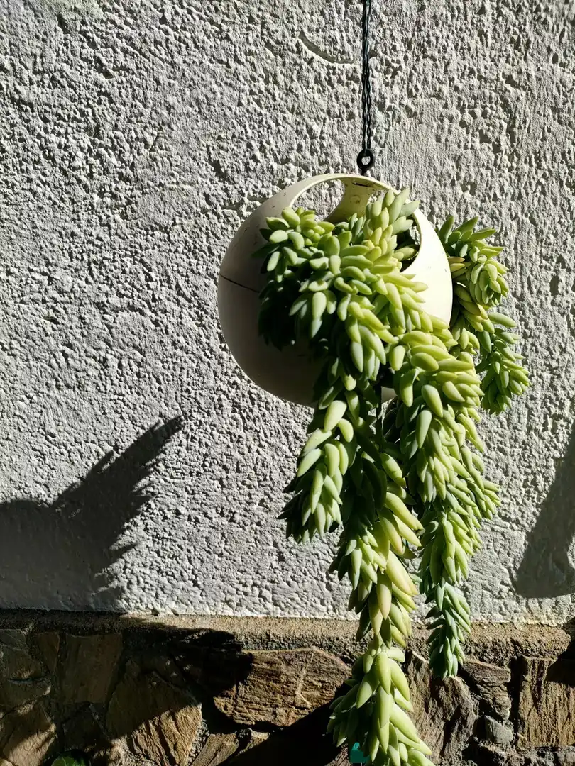 Jardí de Casa o xalet en venda en Massanes amb Piscina
