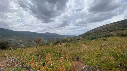 FINCA TEMPRANA DE CEREZOS EN EL TORNO -  VALLE DEL JERTE, immagine 2