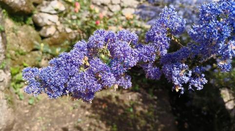 Photo 4 of Country homes for sale in Beade , Ourense