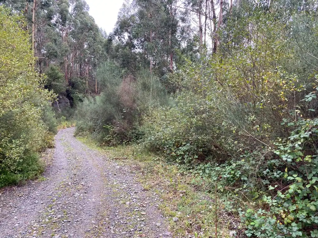 Terrain rustique à vendre à Lugar Carballido - Domaio, imagen 7
