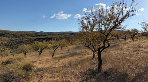 Finca de almendros en Padul, immagine 3