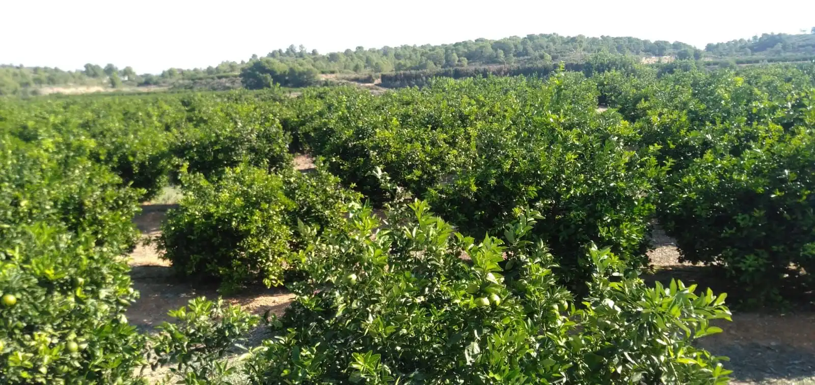 Finca rústica en venta en Pedralba con Jardín privado, Terraza y Trastero