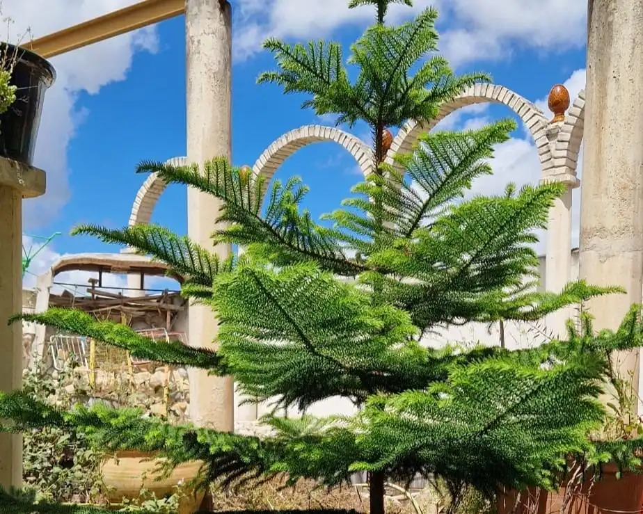 Garden of Houses for sale in Porcuna