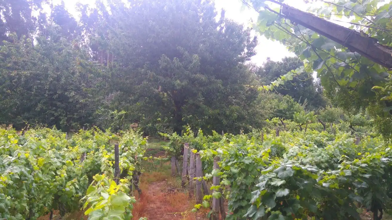 Residential land for sale in O Carballiño, imagen 5