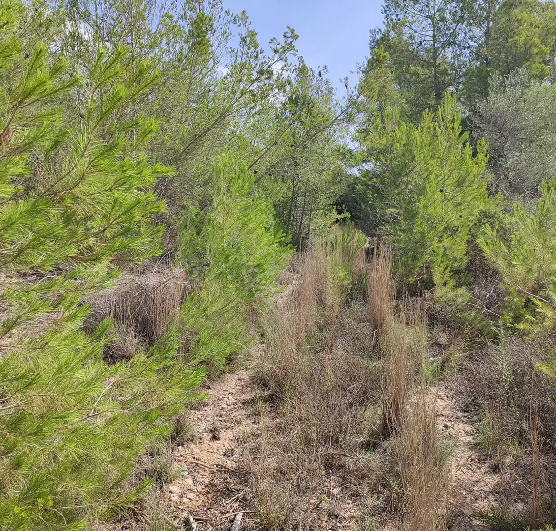Rural land for sale in Sant Joan, imagen 9