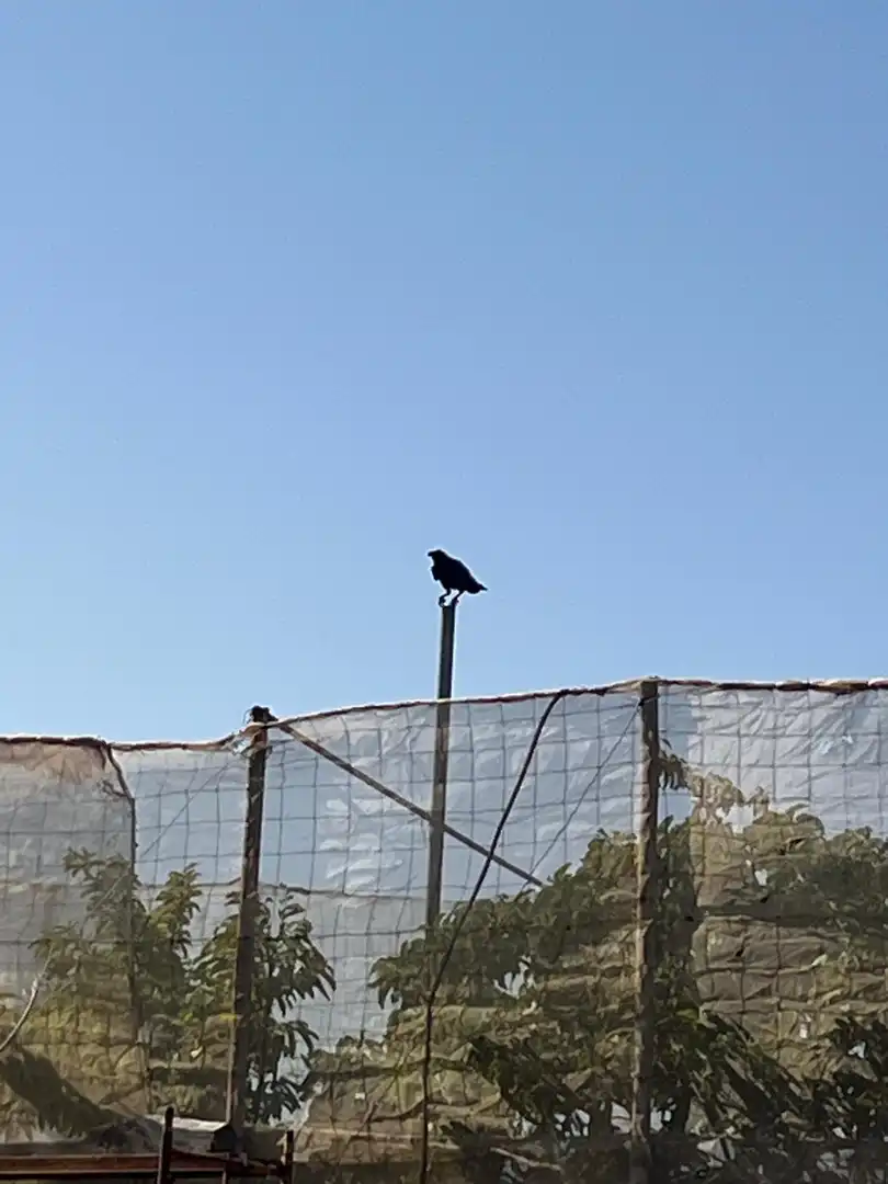 Jardín de Residencial en venta en El Pinar de El Hierro