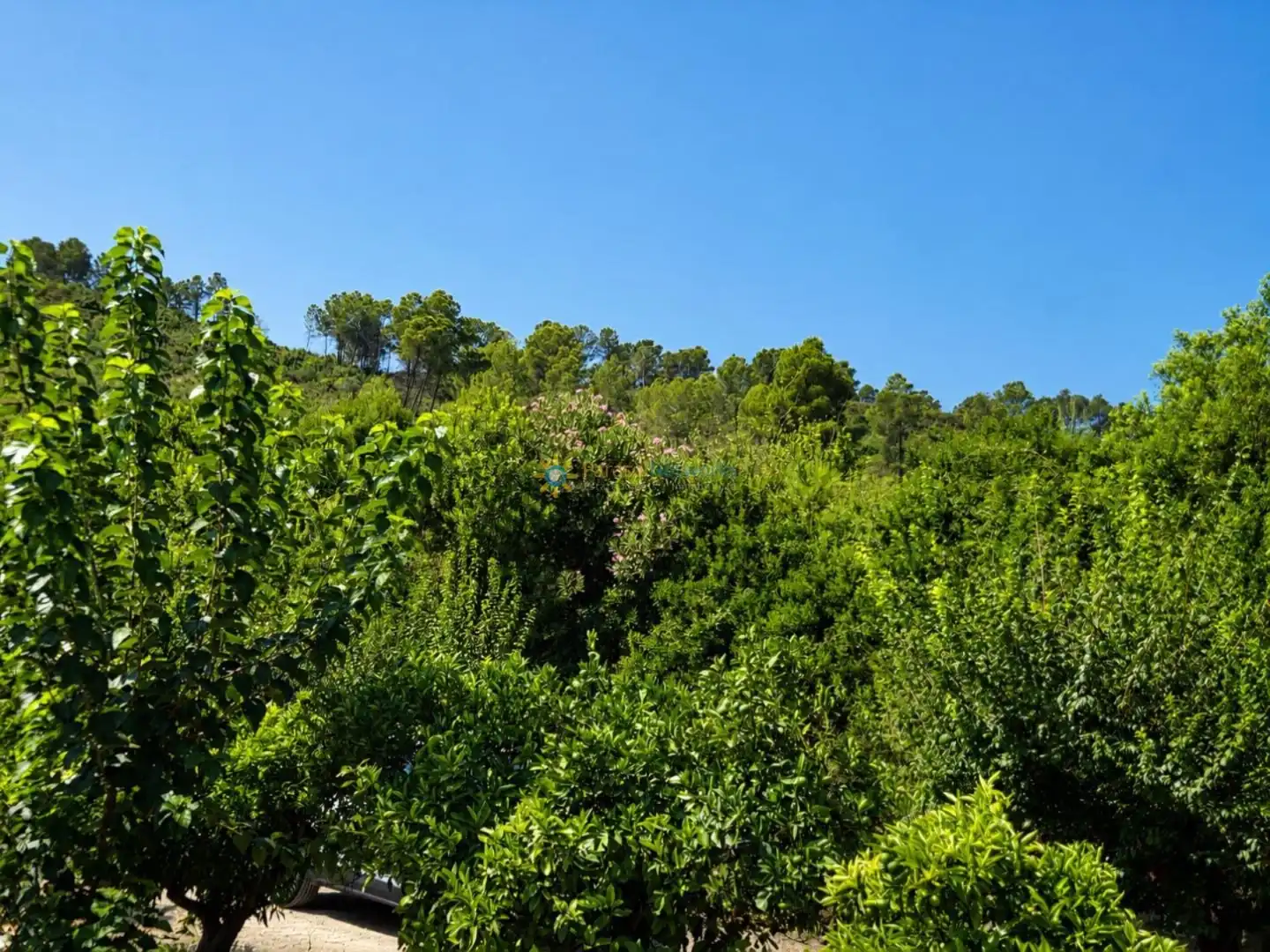 Finca rústica en venda en Sellent amb Terrassa, Traster i Piscina