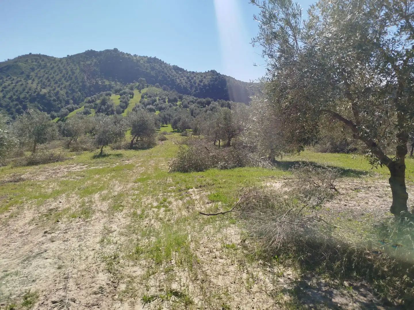 Terreno en venta en Olvera