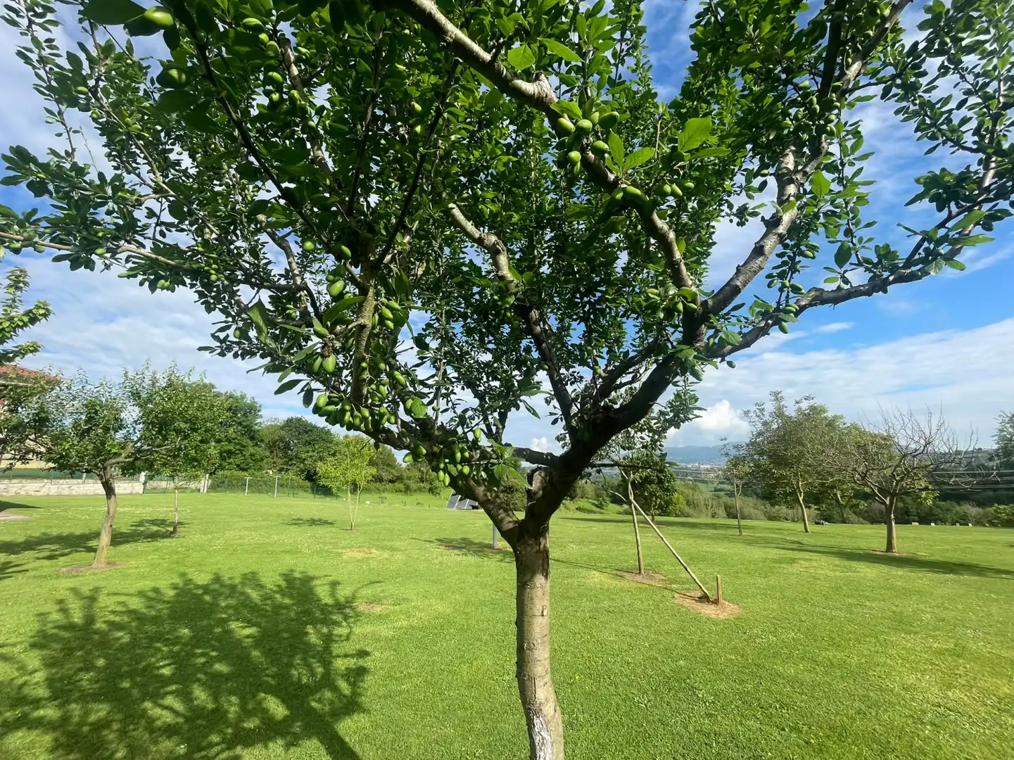 Jardí de Casa o xalet en venda en Oviedo  amb Calefacció, Jardí privat i Parquet