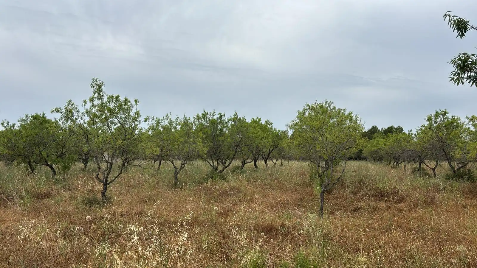 Terreno rustico in vendita a Traiguera