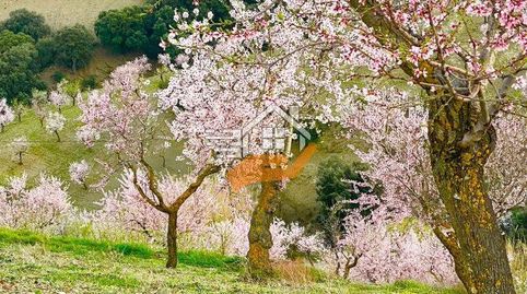 Finca Rúst. en venta en VélezRubio., immagine 2
