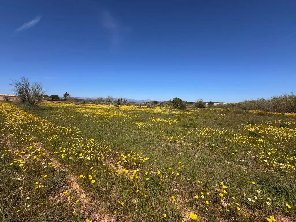 Terrain résidentiel à vendre à Algaida, imagen 6