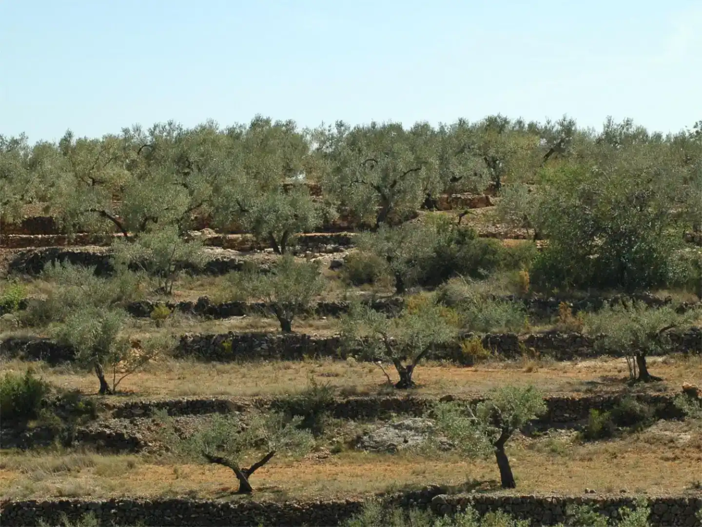 Finca rústica en venda en Camarles