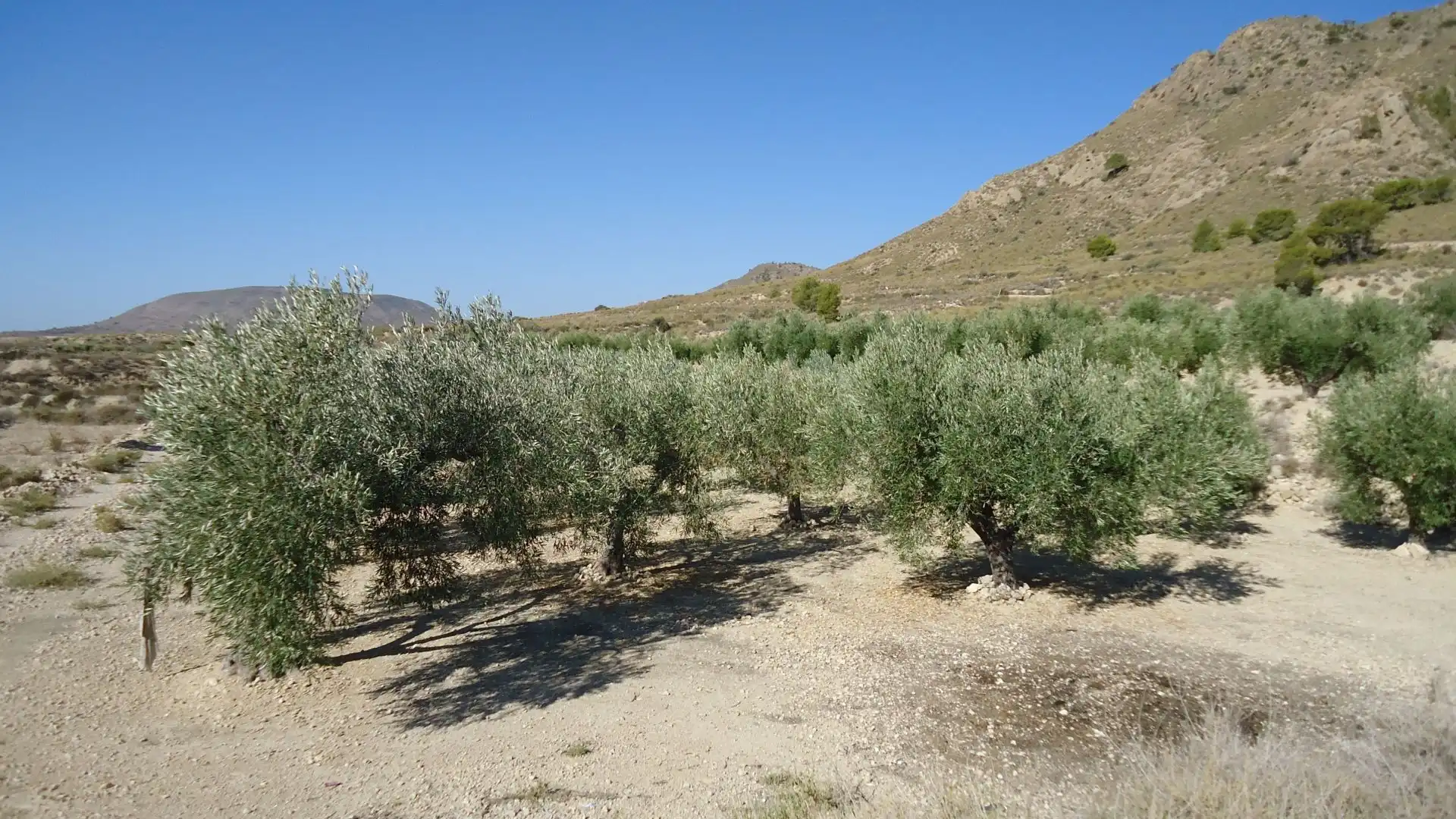 Lands and plots for sale in Abanilla, imagen 6