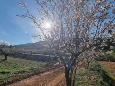 Terreny rústic en venda a Camino UCENDA POLIGONO 16 PARCELAS 97 Y 98