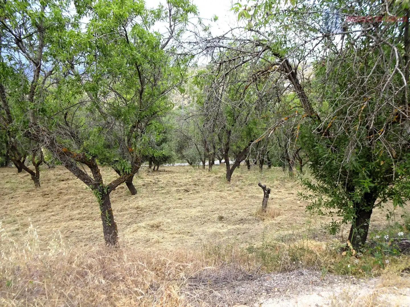 Finca rústica en venda en Pinos Genil