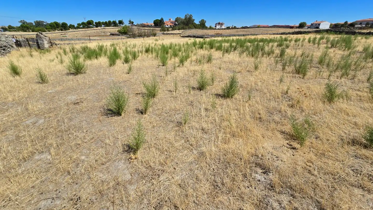 Terrain rustique à vendre à Avenida de la Nava 3, imagen 4