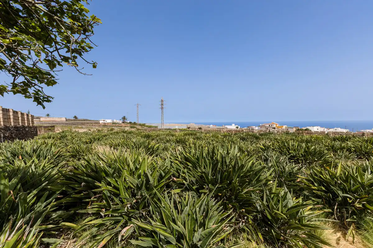 Country homes for sale in San Cristóbal de la Laguna  with Private garden, Terrace and Balcony