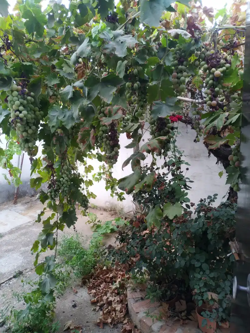 Jardí de Casa o xalet en venda en Fuente Palmera amb Aire condicionat i Traster