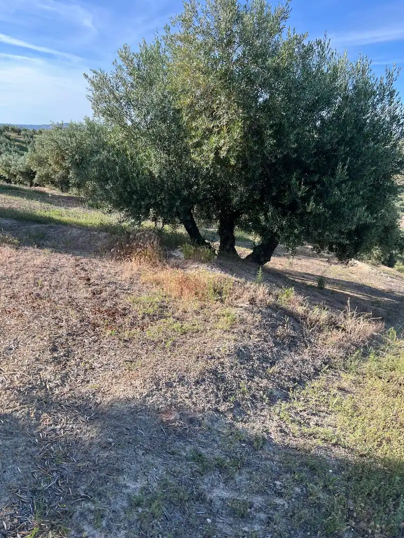 Terrenys i solars en venda a Fuente-Tójar