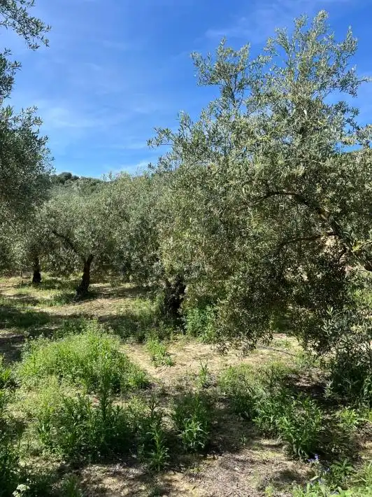 Terreny rústic en venda a Puente Genil, imagen 4