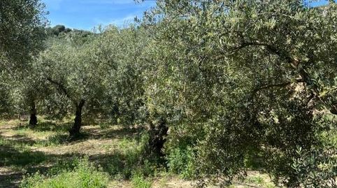 FINCA EN PUENTE GENIL, immagine 4