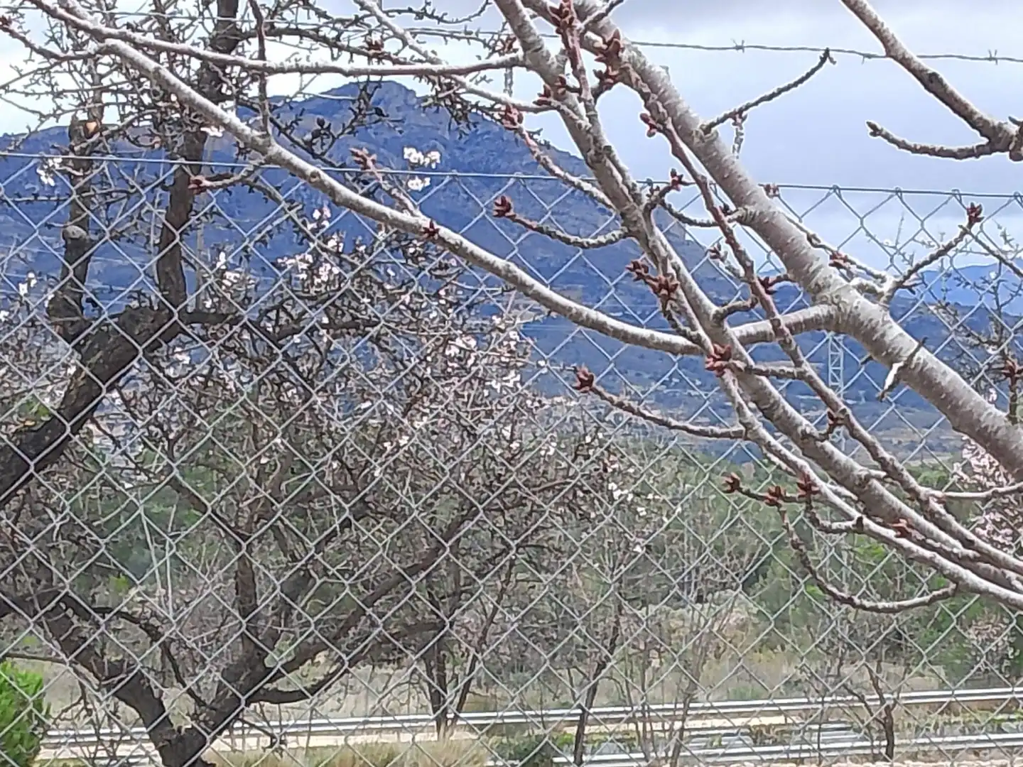 Jardí de Casa o xalet en venda en Tibi amb Jardí privat, Terrassa i Moblat