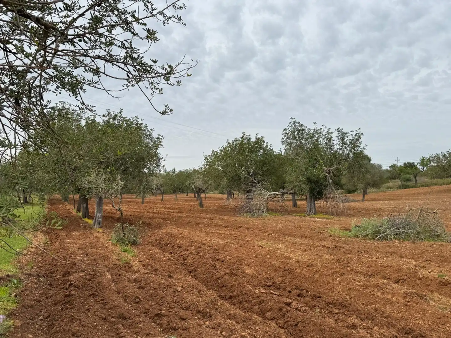 Rustikales Grundstück zum Verkauf in Camino Camí Vell de Porreres 2, imagen 27