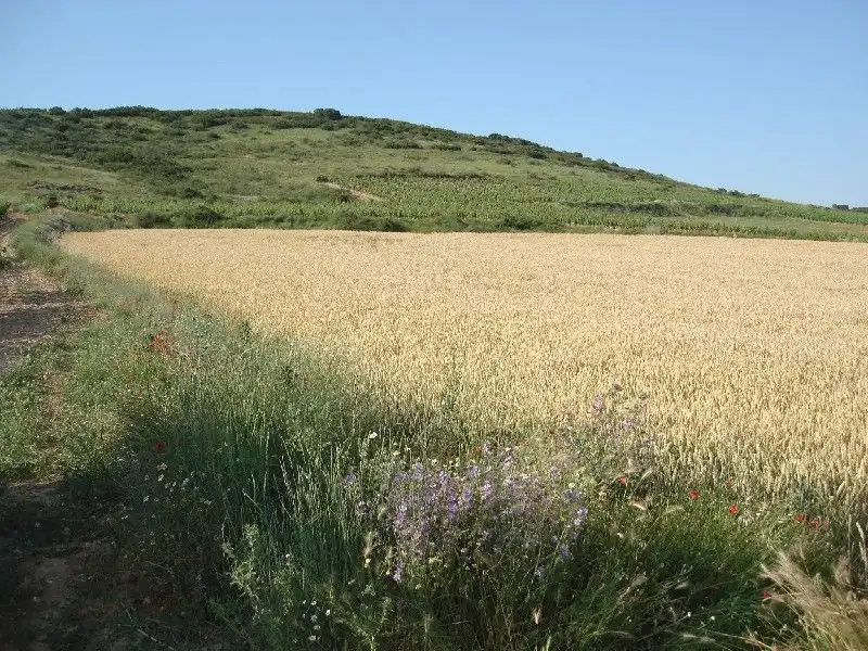 Terreny rústic en venda a Villamediana de Iregua, imagen 2