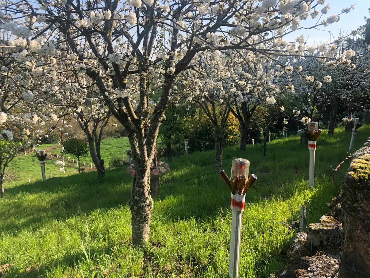 Jardín de Casa o chalet en venta en San Amaro