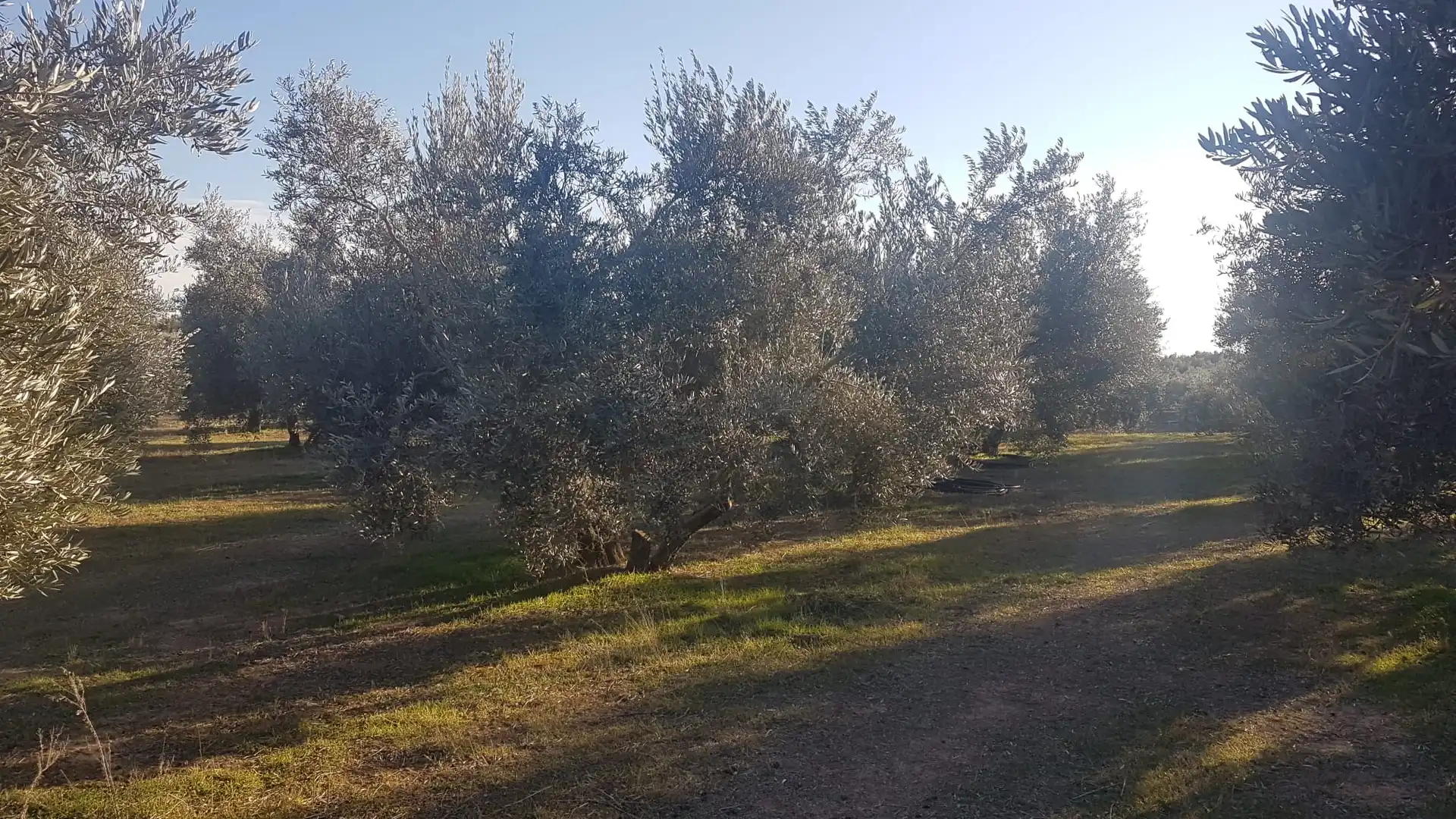 Terrenys i solars en venda a Cuevas del Campo, imagen 2