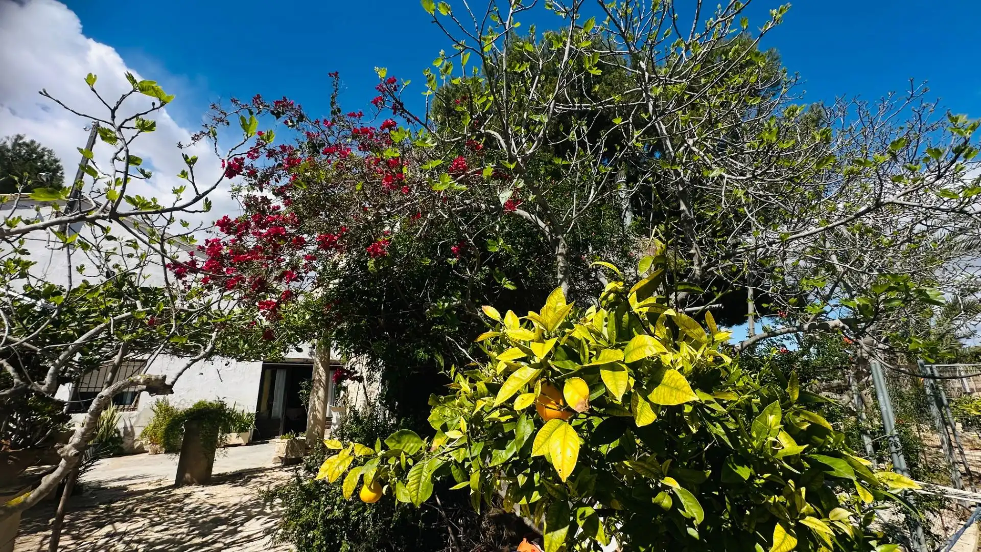 Jardí de Casa o xalet en venda en Elche / Elx amb Jardí privat, Traster i Piscina