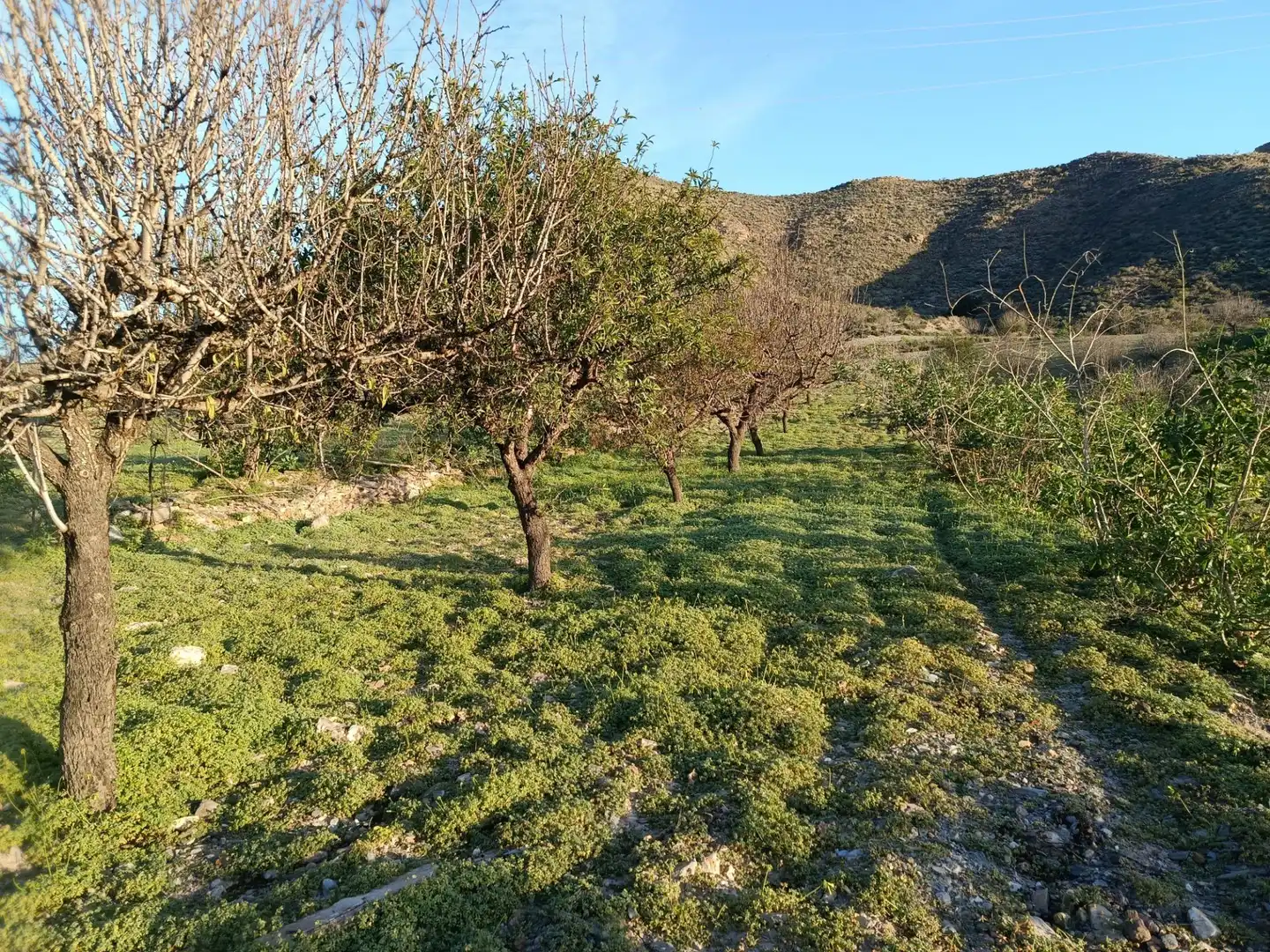 Terreny rústic en venda a Pasaje FUENTE, LA - DS PUERTOS 1, imagen 5