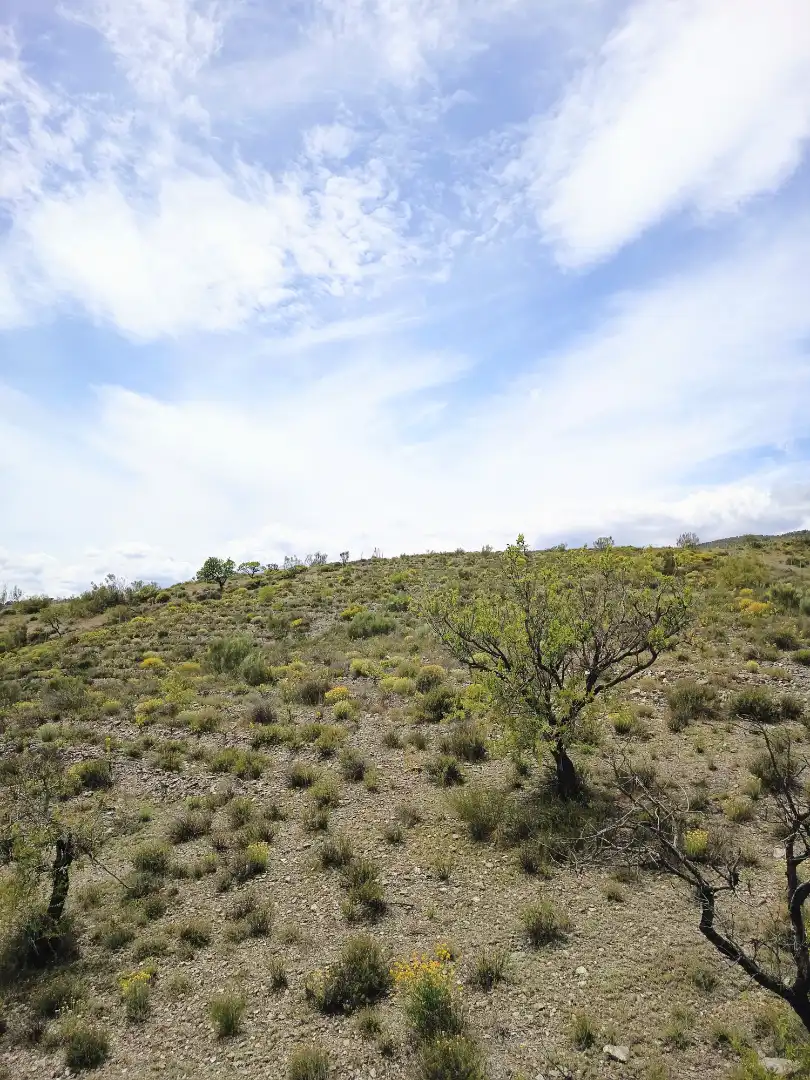 Terreno rustico in vendita a Alboloduy, imagen 18