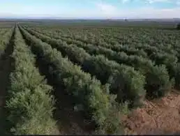 Terreno rustico in vendita a Alcalá del Río, imagen 3