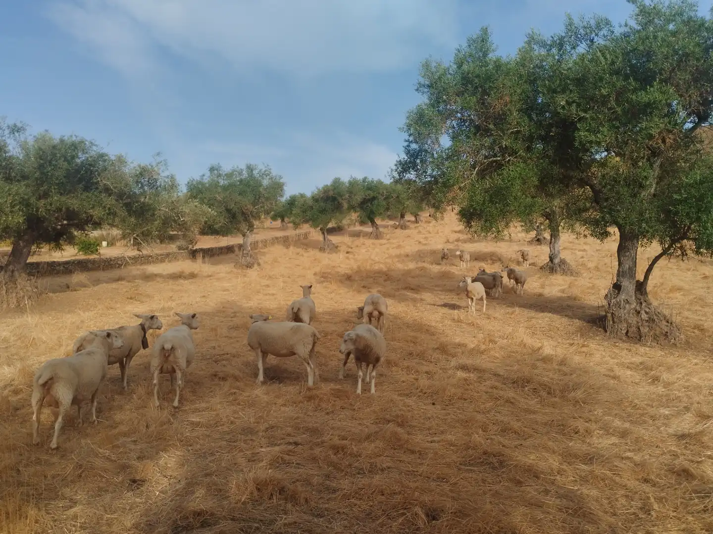 Terreni e lotti in vendita a Jerez de los Caballeros, imagen 8