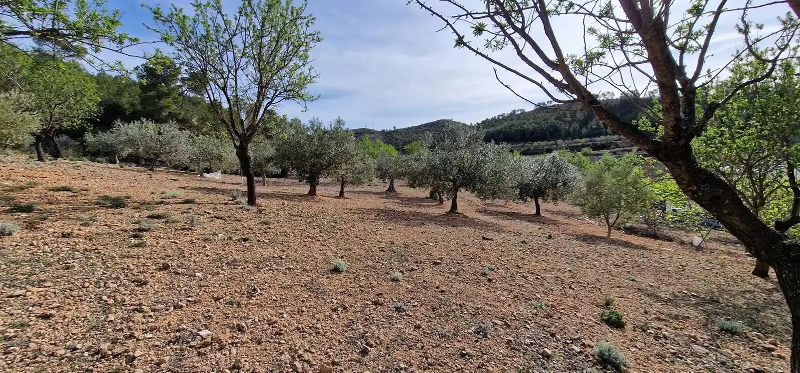 Casa rústica en venta en Cortes de Pallás, imagen 25