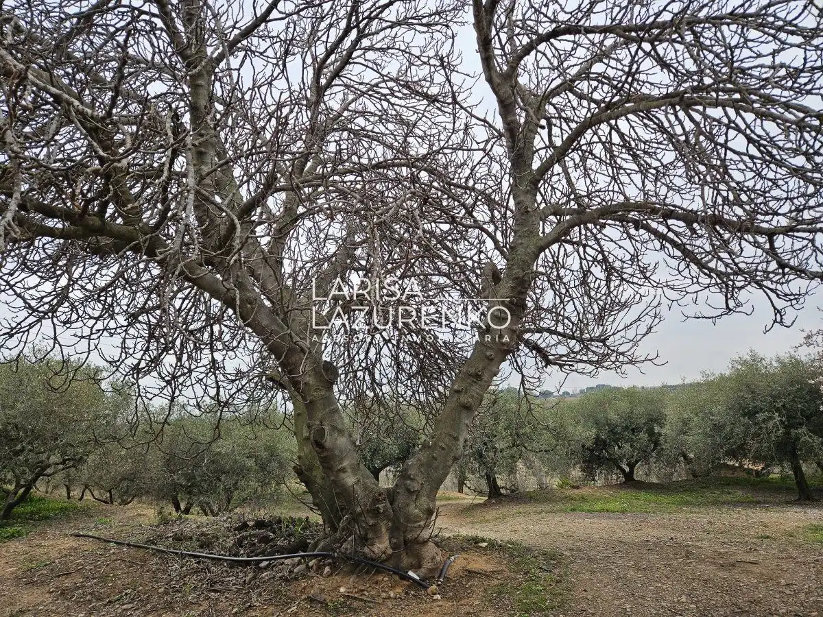 Finca rústica en venda en Riudoms