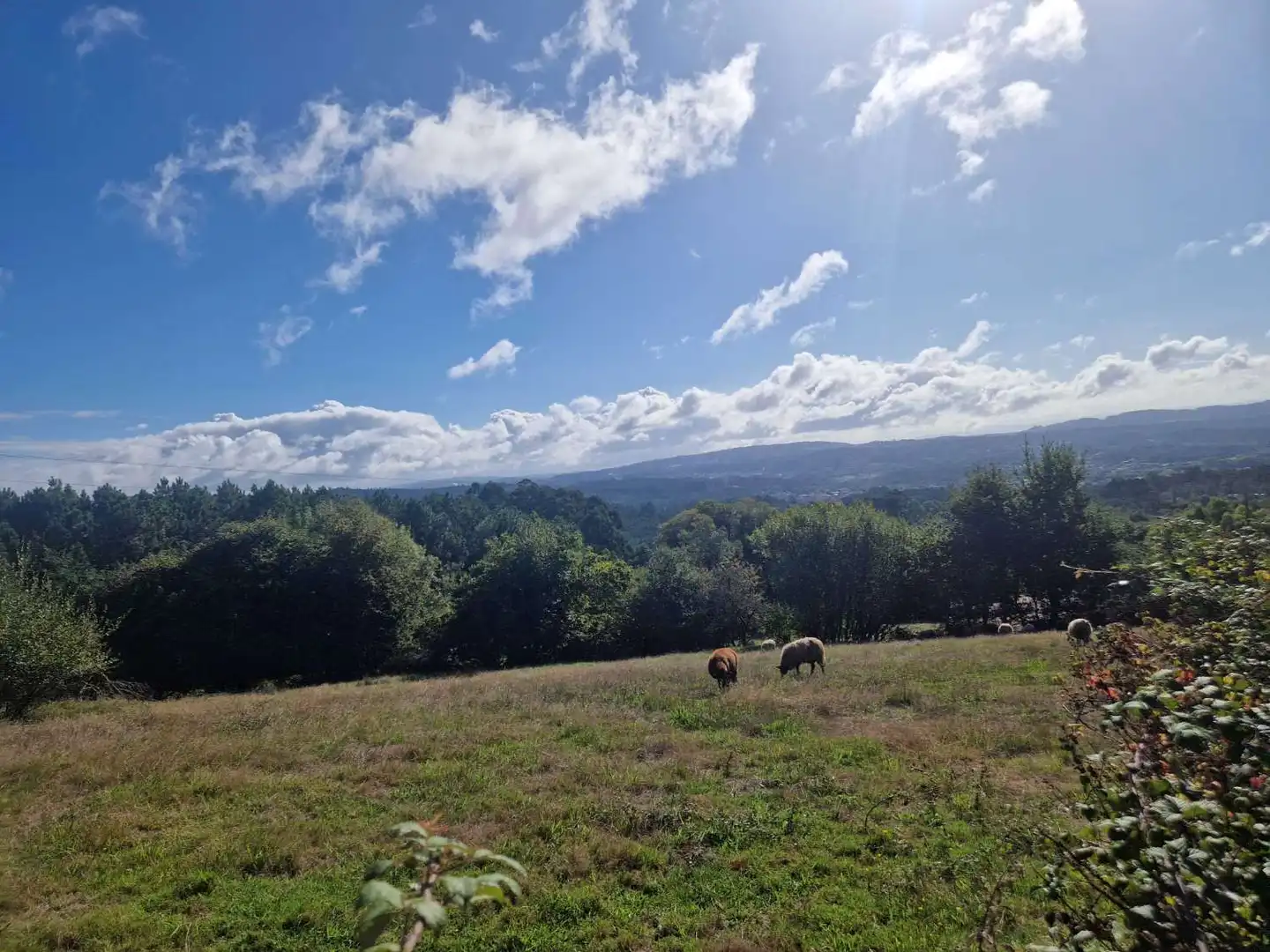 Lands and plots for sale in Brión, imagen 8