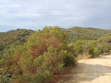 Terrenos y solares en venta en Sant Cebrià de Vallalta