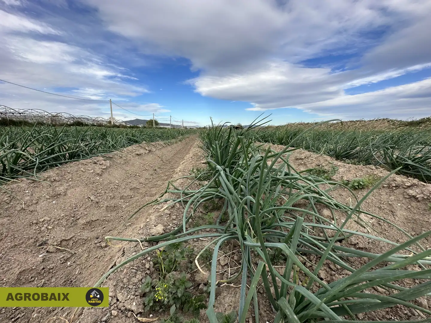 Rural land for sale in Torrent Ballester, imagen 10