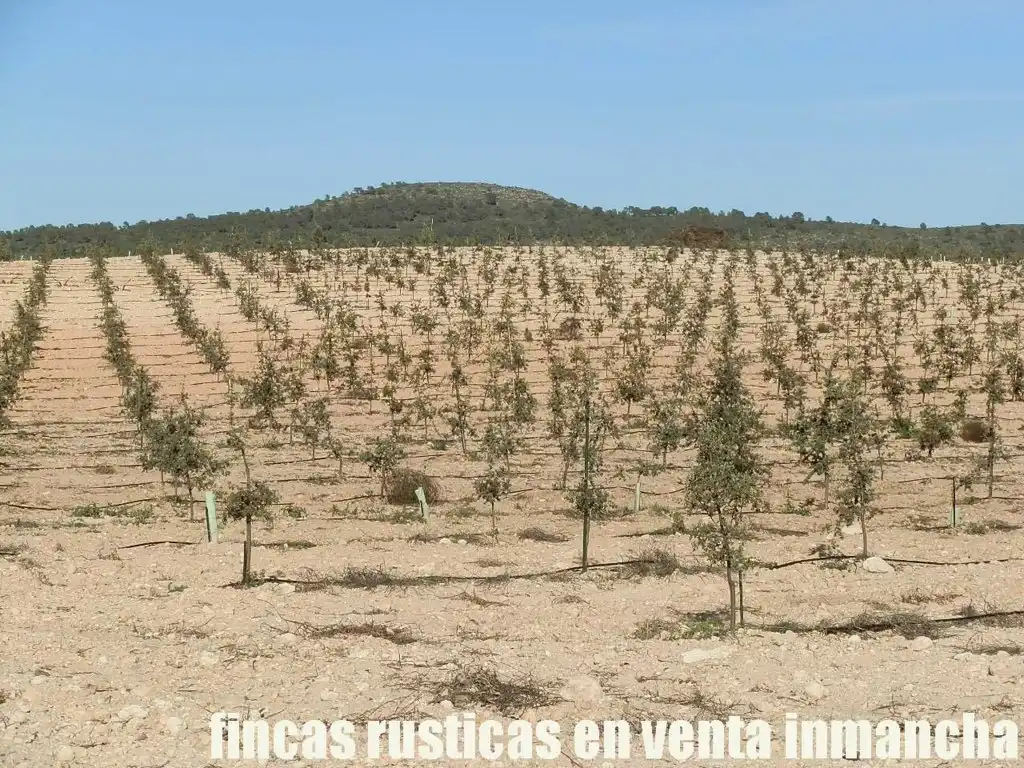 Rustikales Grundstück zum Verkauf in Jumilla, imagen 22