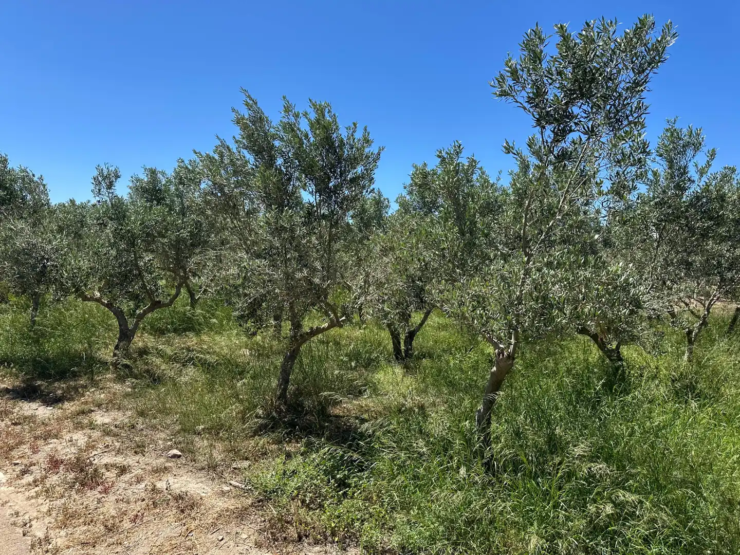 Finca rústica en venda en Níjar amb Moblat