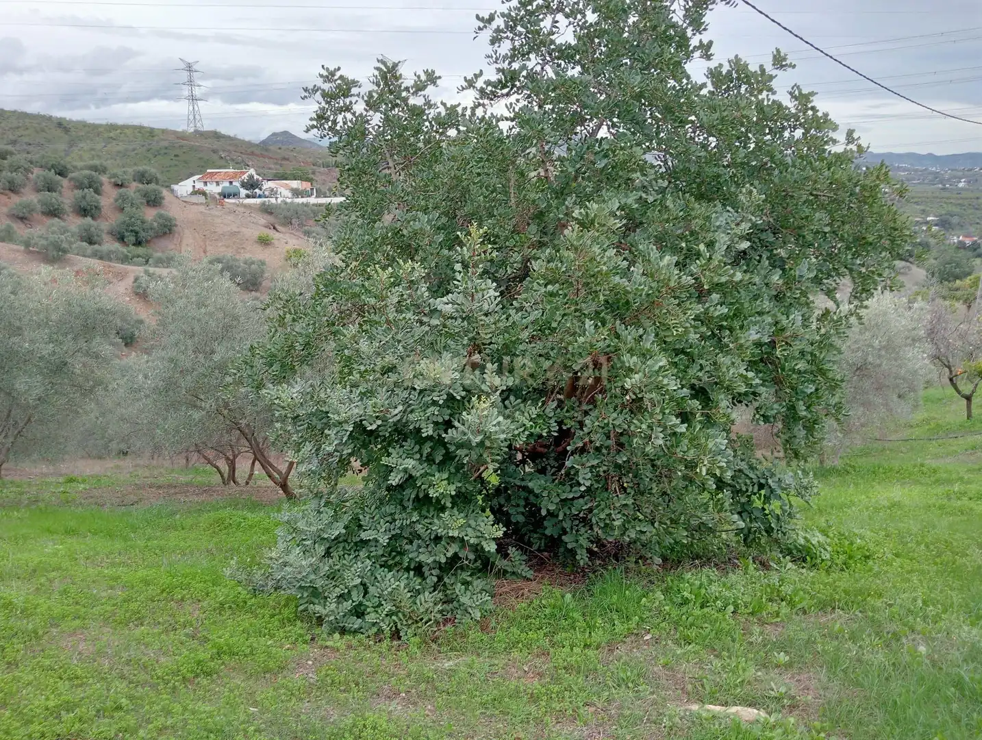 Casa o xalet en venda en Cártama amb Jardí privat, Traster i Piscina
